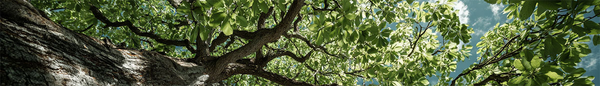 The sky and a tree seen from below